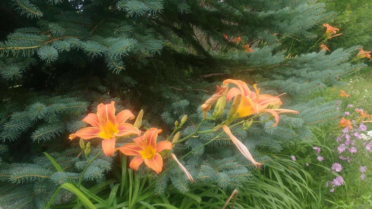 RV LOTS FOR RENT IN MAINE RV Property